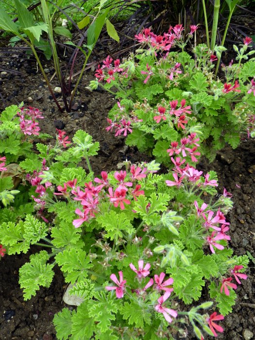 Pelargonium x 'Concolor Lace' (2)